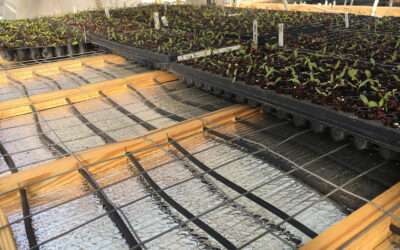 Demonstration of root zone heating supported by the developed biomass greenhouse heating system