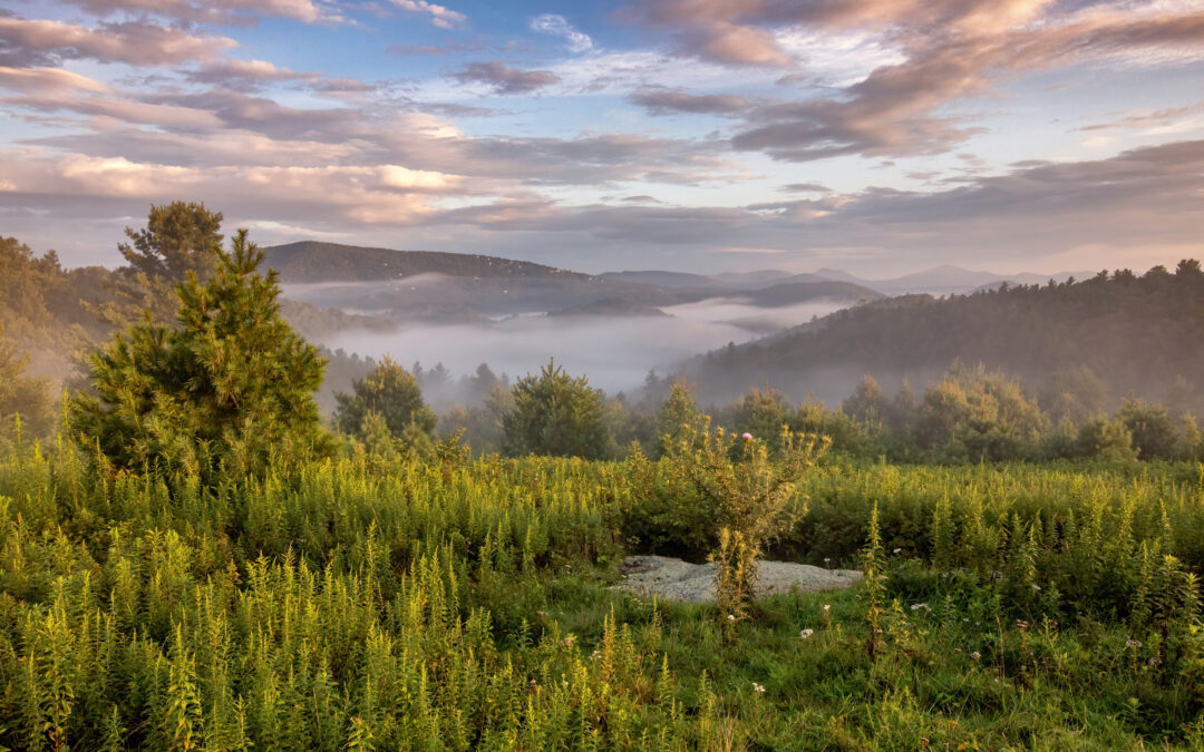 Mapping Trees in Future Climates: Integrating Knowledge, Data, and Tools to Enhance Agroforestry Adoption for Climate Resilience