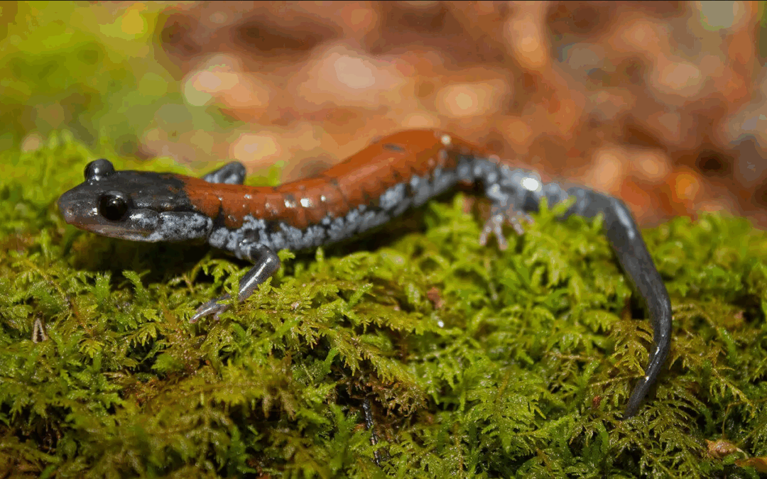 RAPID: Extreme Weather Effects on Southern Appalachian Terrestrial Food Webs